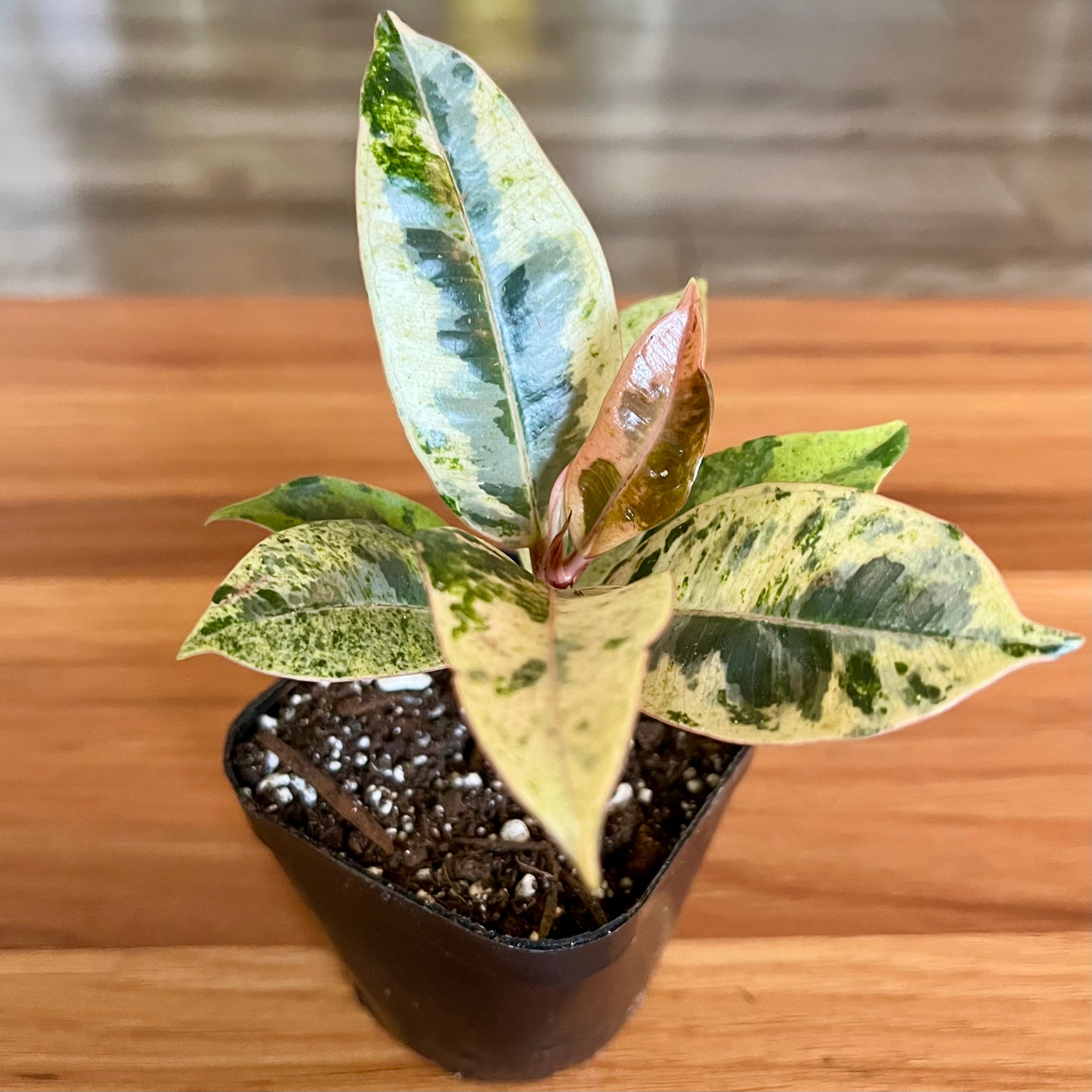 Moonshine White Rubber Tree