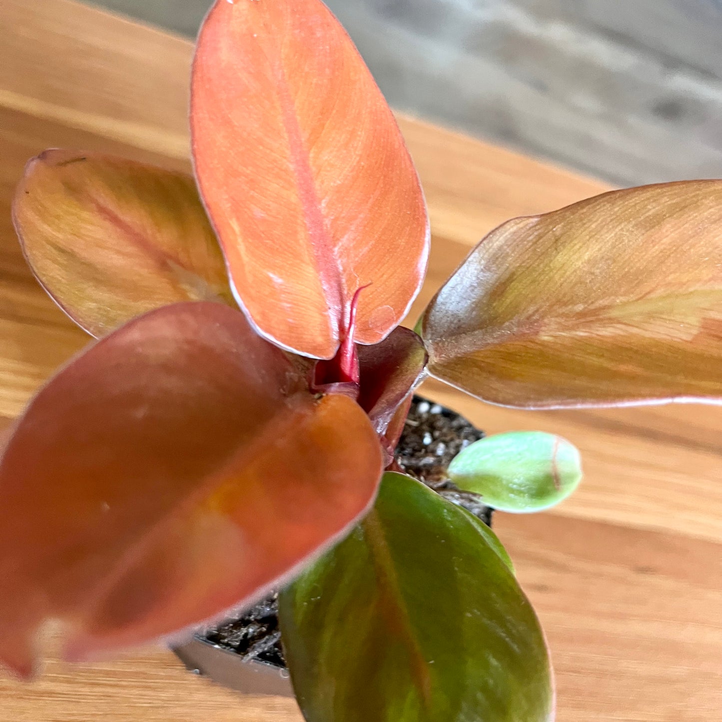 Prince of Orange Philodendron
