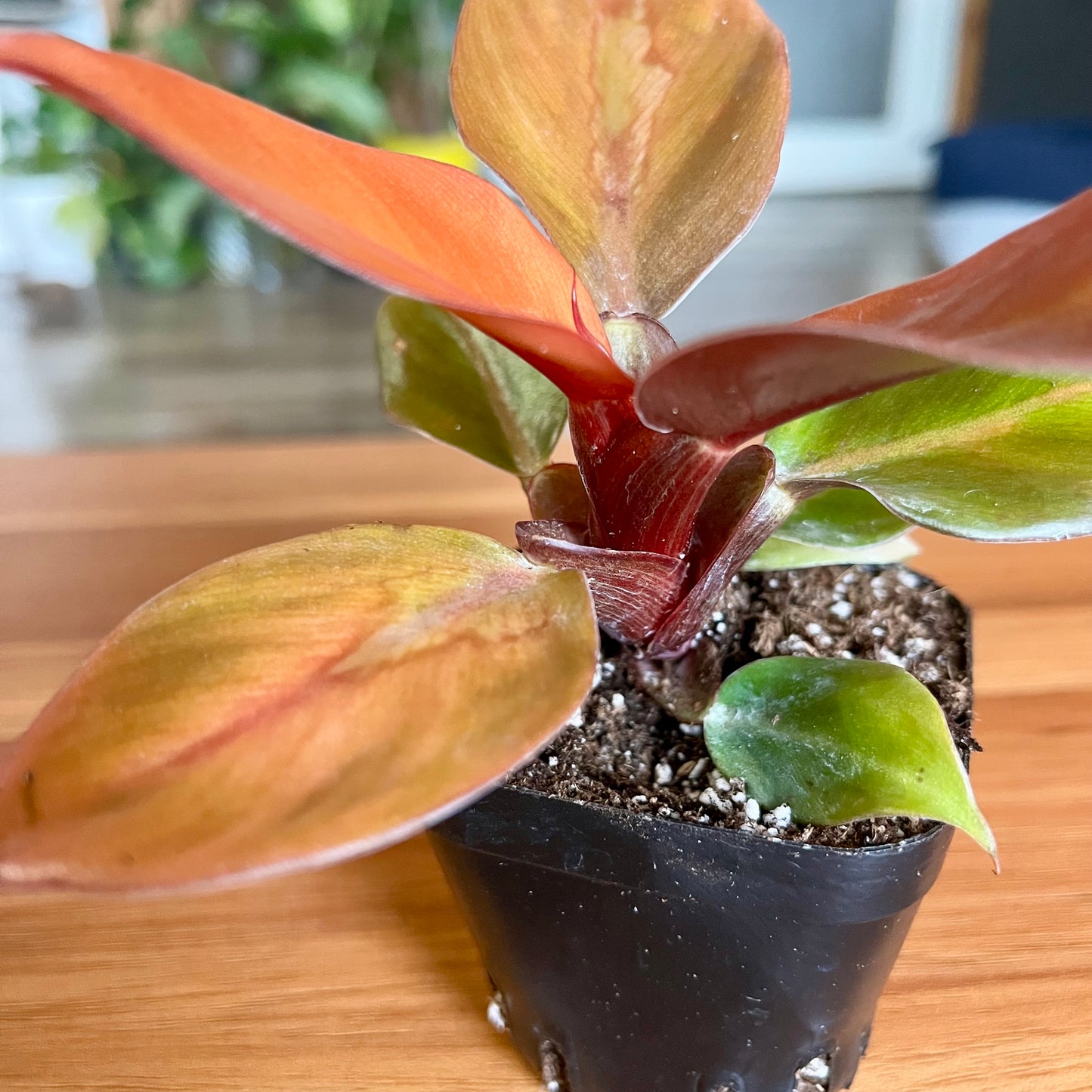 Prince of Orange Philodendron
