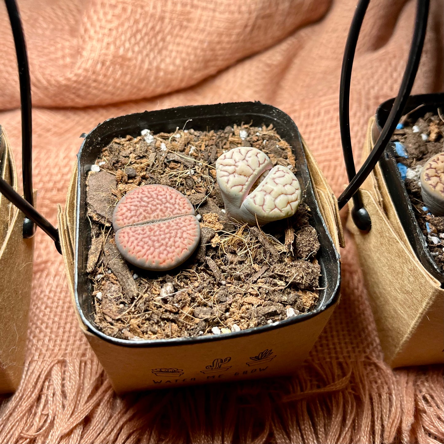 Watch Me Grow: Lithops Starter Pack