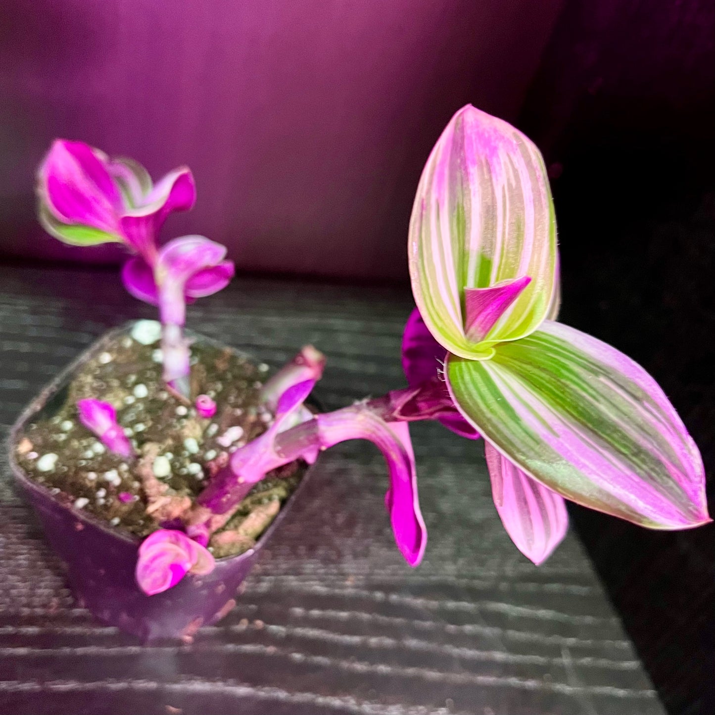 Tradescantia Nanouk