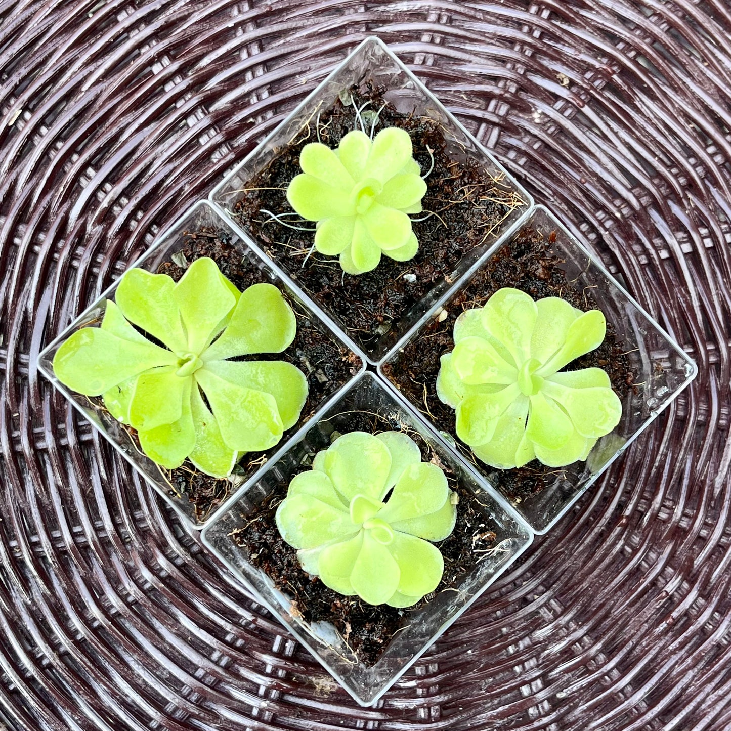 Pinguicula